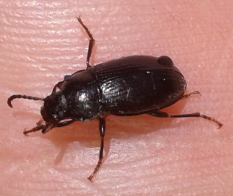 Carabidae?   No, Tenebrionide: Nalassus sp.